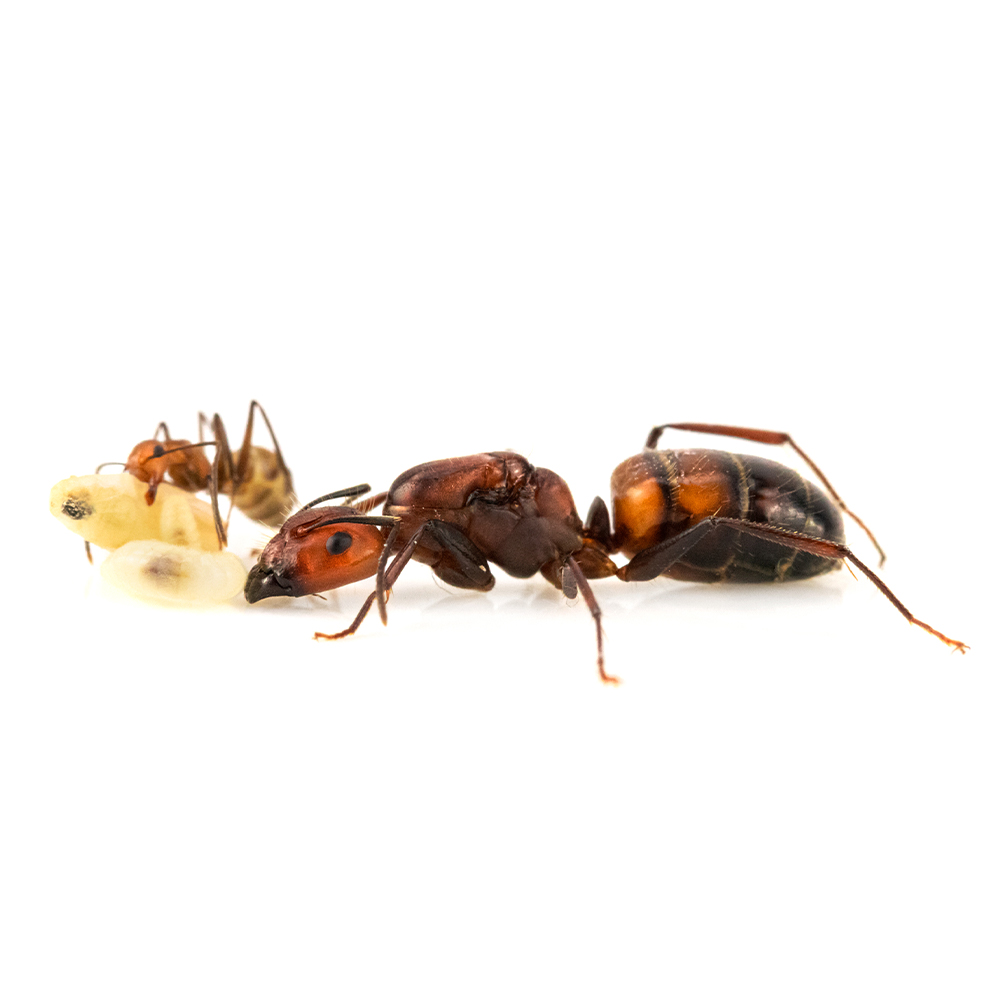 Camponotus nicobarensis